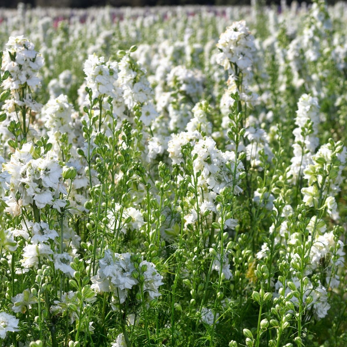 Larkspur- Imperial White King