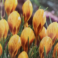 Fuscotinctus Snow Crocus Seeds