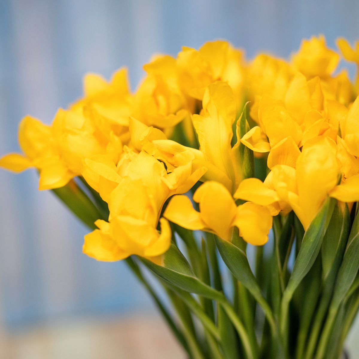 Dutch Iris- Orange Beauty