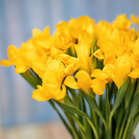 Dutch Iris- Orange Beauty