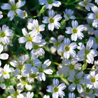 Gypsophila- Repens White