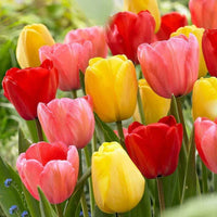 Perennial Tulip Mixture Super Sak Seeds