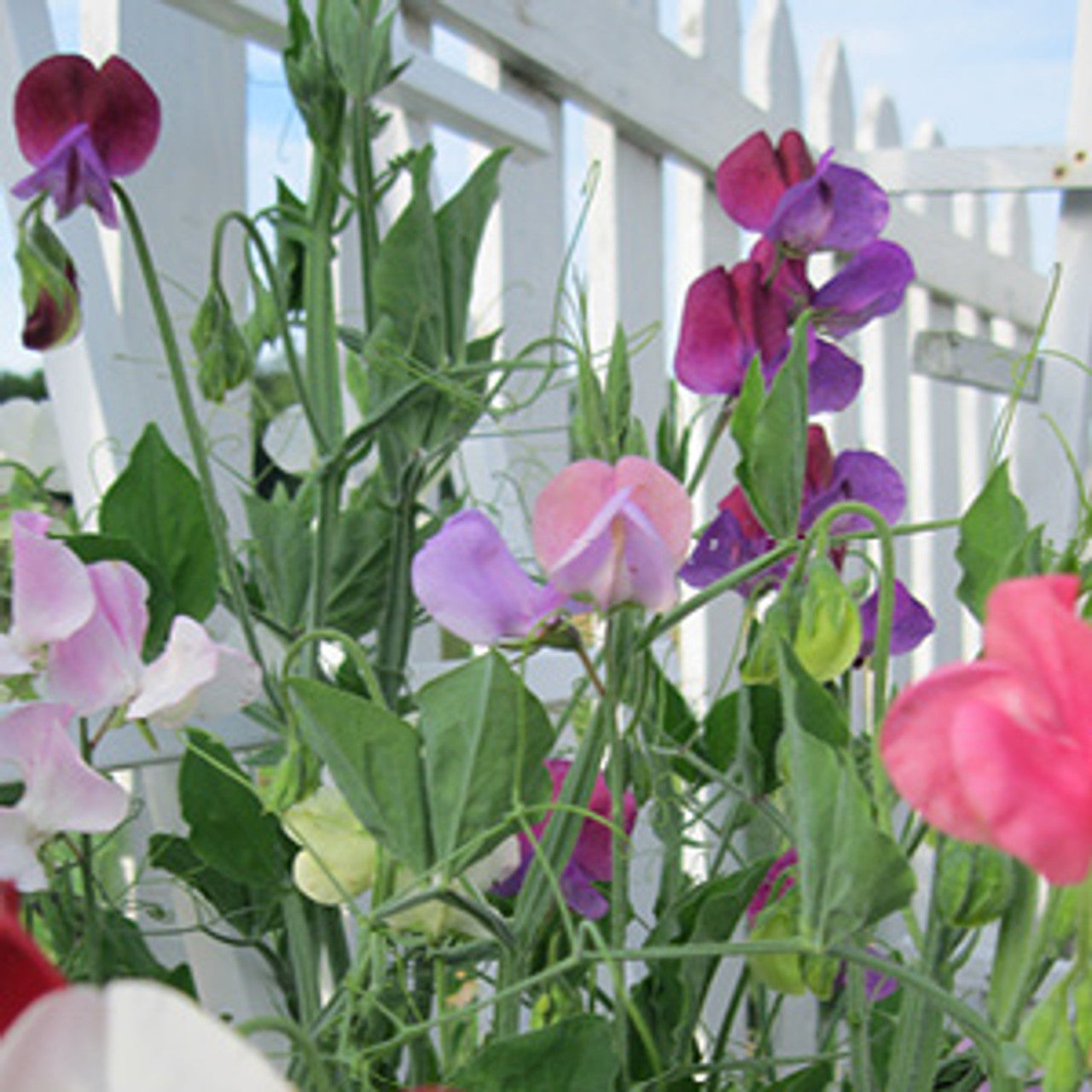 Sweetpea- Knee-High Mix