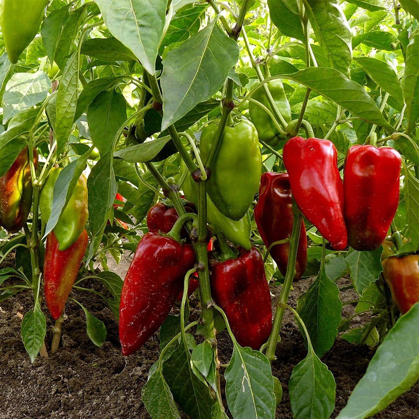 Carmen Pepper Seeds – Corno di Toro