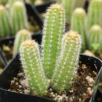 Heirloom Echinopsis Chamaecereus Plant Seeds, Non-GMO Cactus Blooms for Succulent Garden Planting