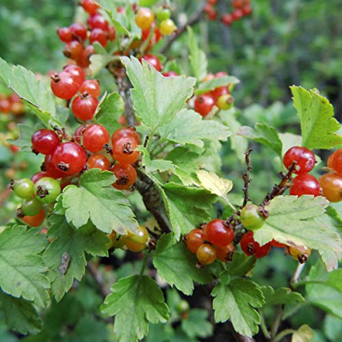 Mountain Currant
