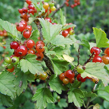 Mountain Currant