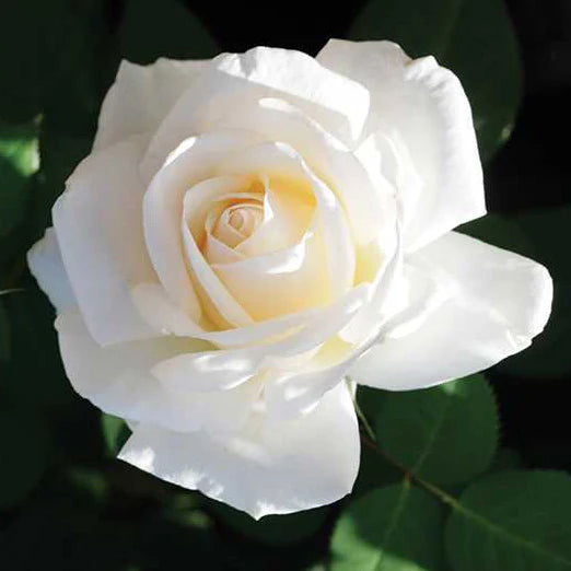 Easy Spirit Floribunda Rose