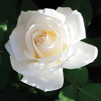 Easy Spirit Floribunda Rose