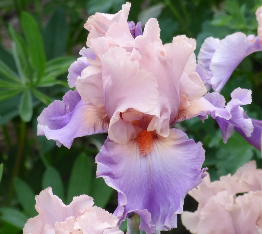 Discovered Treasure Bearded Iris