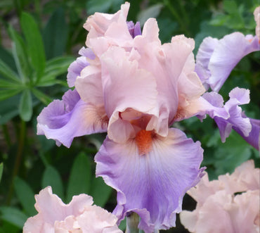Discovered Treasure Bearded Iris