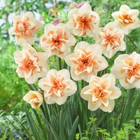 Delnashaugh Daffodil Super Sak Seeds