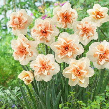 Delnashaugh Daffodil Super Sak Seeds
