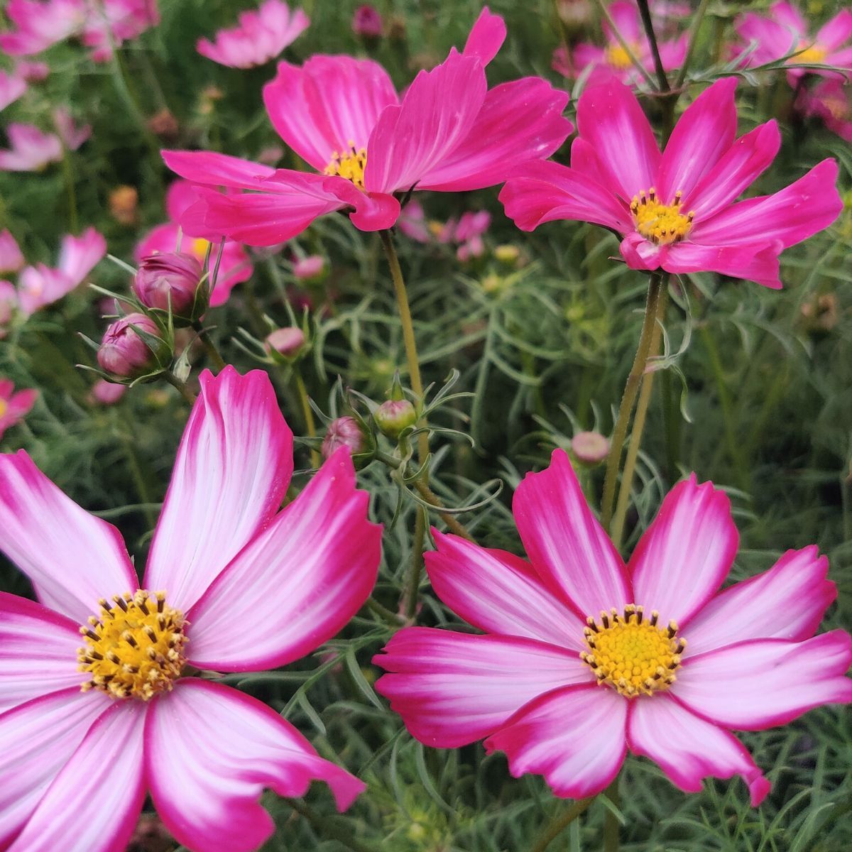 Cosmos- Cosimo Red-White