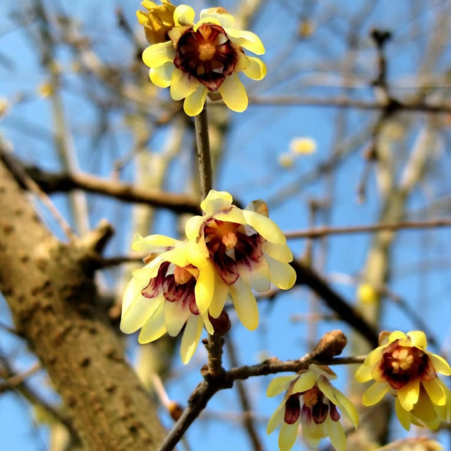 Chimonanthus Wintersweet Flower Seeds – Heirloom, Non-GMO Flower Seeds for Planting