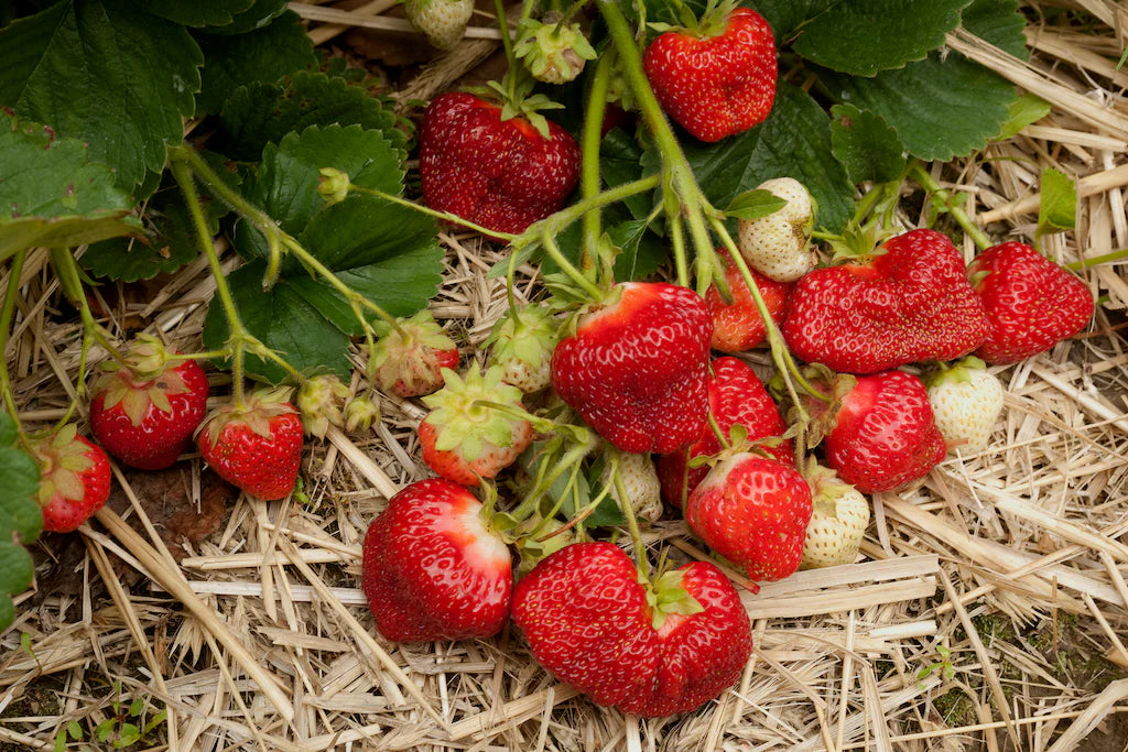 Malwina – Spring-Planted – Strawberry Seed