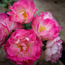 Cupid's Kisses Miniature Rose