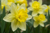 Fortissimo Daffodil Seeds