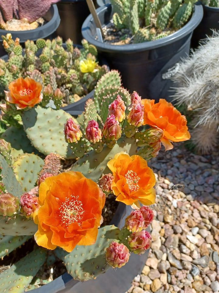 Orange Opuntia Flower Seeds for Planting - Heilroom Seeds for Home Garden, GMO Free Seeds