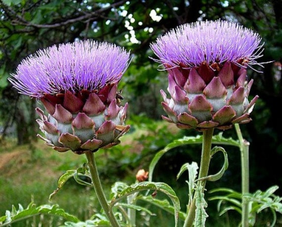 Globe Artichoke