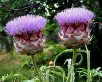 Globe Artichoke