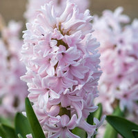China Pink Hyacinth Seeds