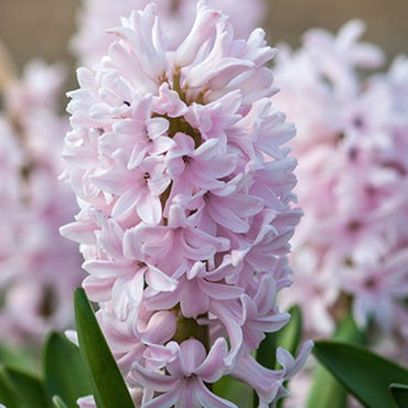 China Pink Hyacinth Seeds