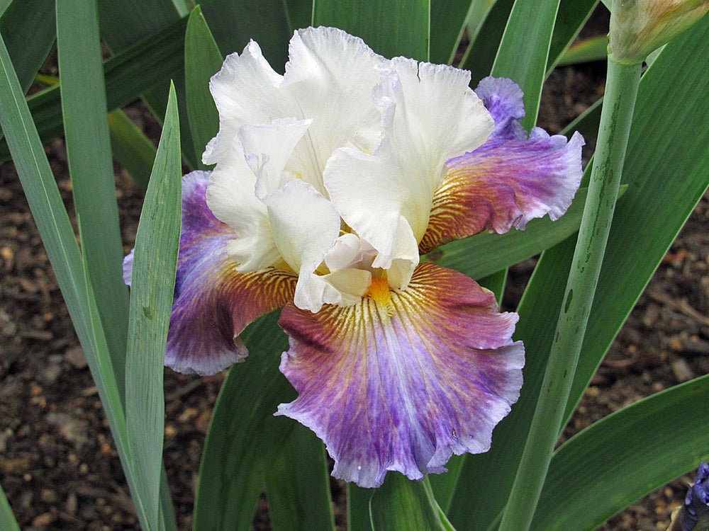 Colours of the Wind Bearded Iris