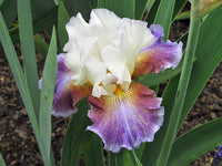 Colours of the Wind Bearded Iris