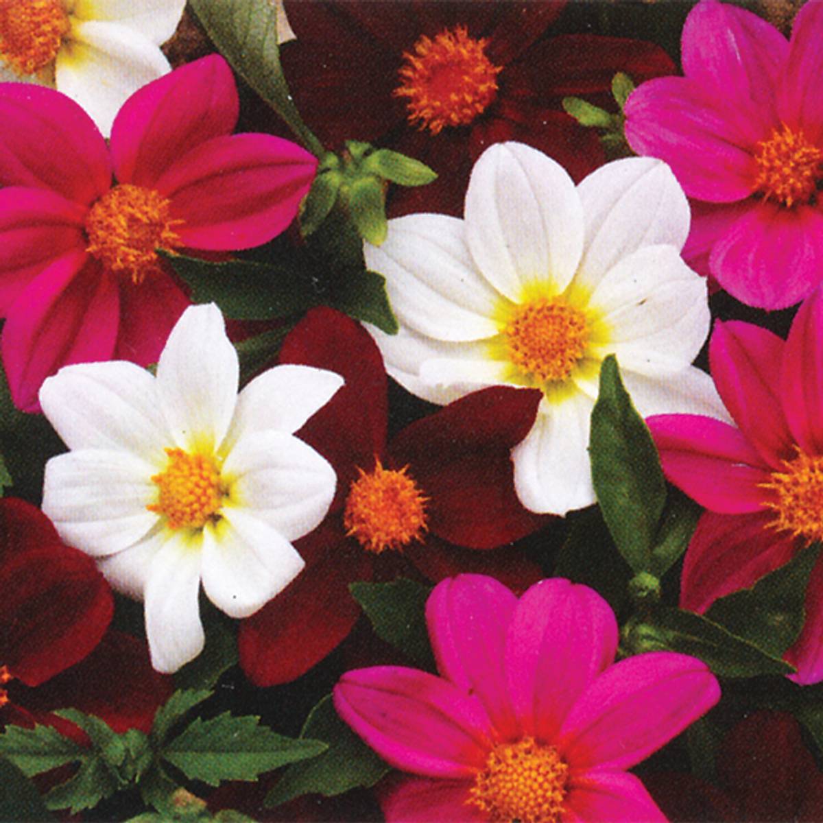 Dahlia- Mardi Gras Mix