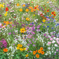 Beneficial Insect Flower Seeds Mix