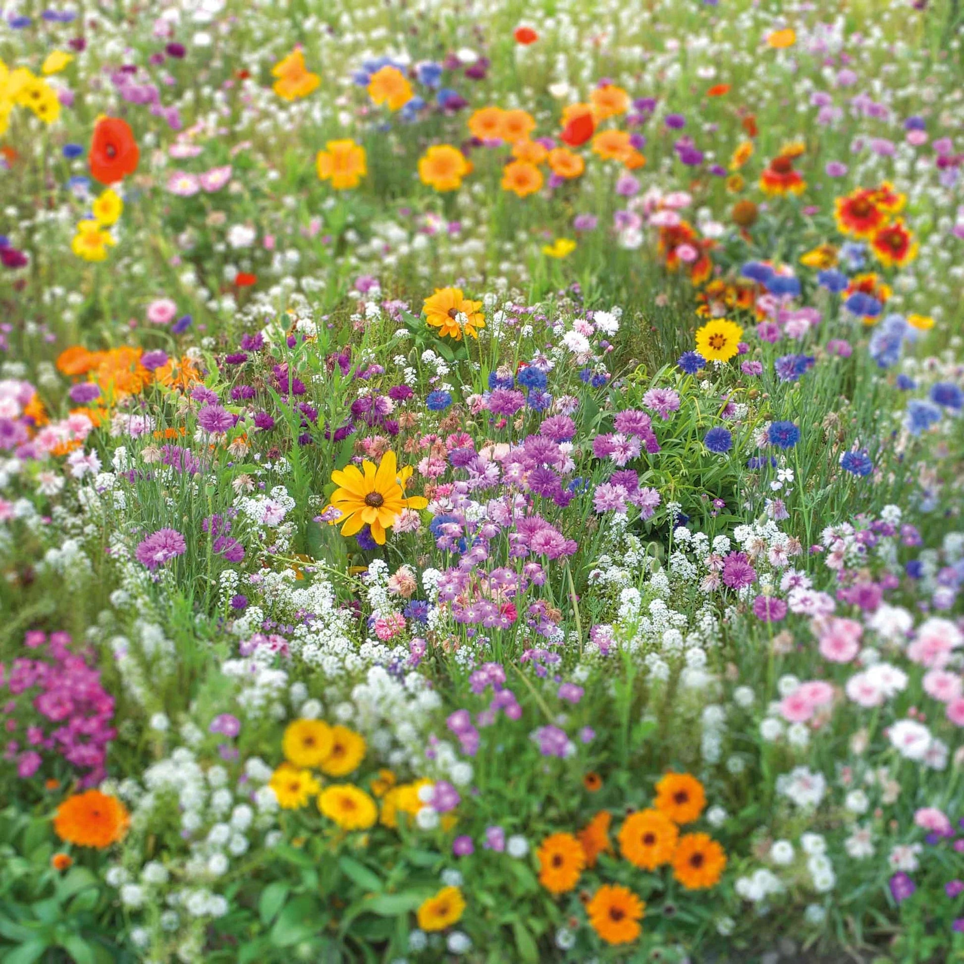 Beneficial Insect Flower Seeds Mix
