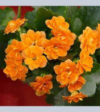 Heirloom Non-GMO Orange Kalanchoe Flower Seeds for Lively Garden Pots and Indoor Planting