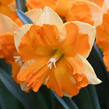 Outright Orange Daffodil Seeds