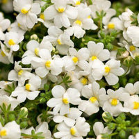 Organic White Nemesia Strumosa Flower Seeds for Planting – Heirloom, Non-GMO