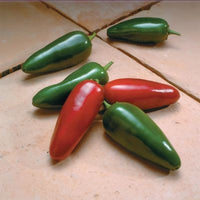 El Jefe – Jalape?o Pepper Seed