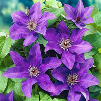 Purple Clematis Flower Seeds – Heirloom Non-GMO Climbing Vine Seeds for Planting