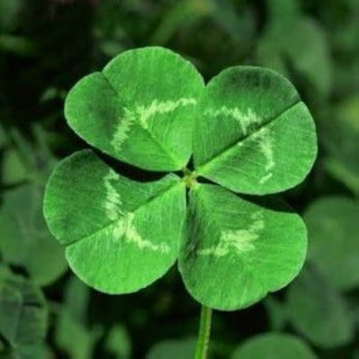 Green Leaf Clover Flower Seeds – Heirloom Non-GMO Lucky Blooms for Decorative Garden Ground Cover