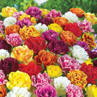Peony-Flowering Tulip Mixture Seeds