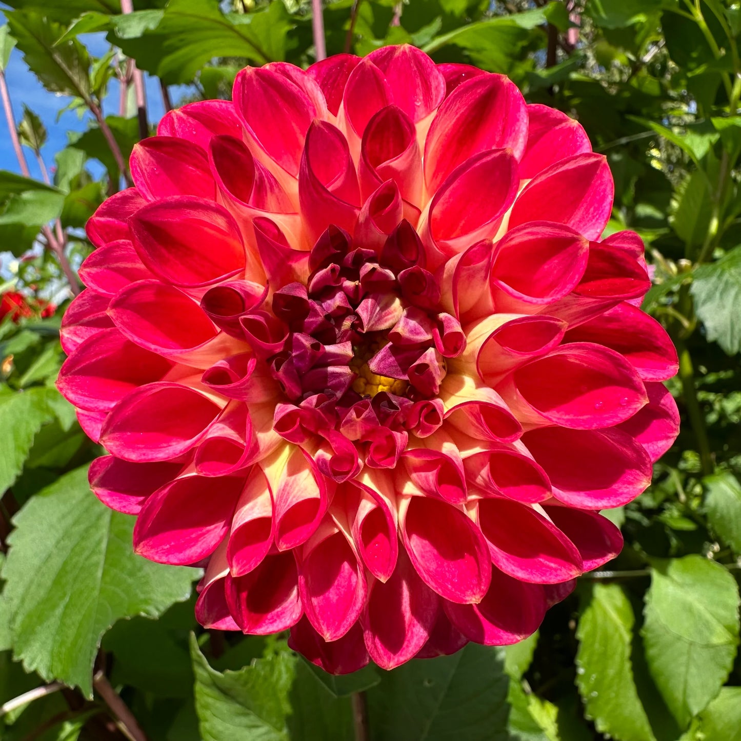 Dahlia- Turkish Delight (Tuber)