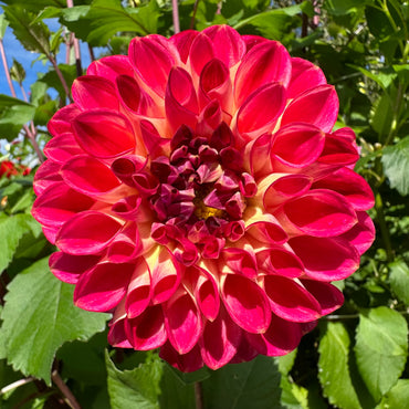 Dahlia- Turkish Delight (Tuber)