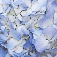 Heirloom Blue White Hydrangea Flower Seeds, Non-GMO Bicolor Blooms for Planting