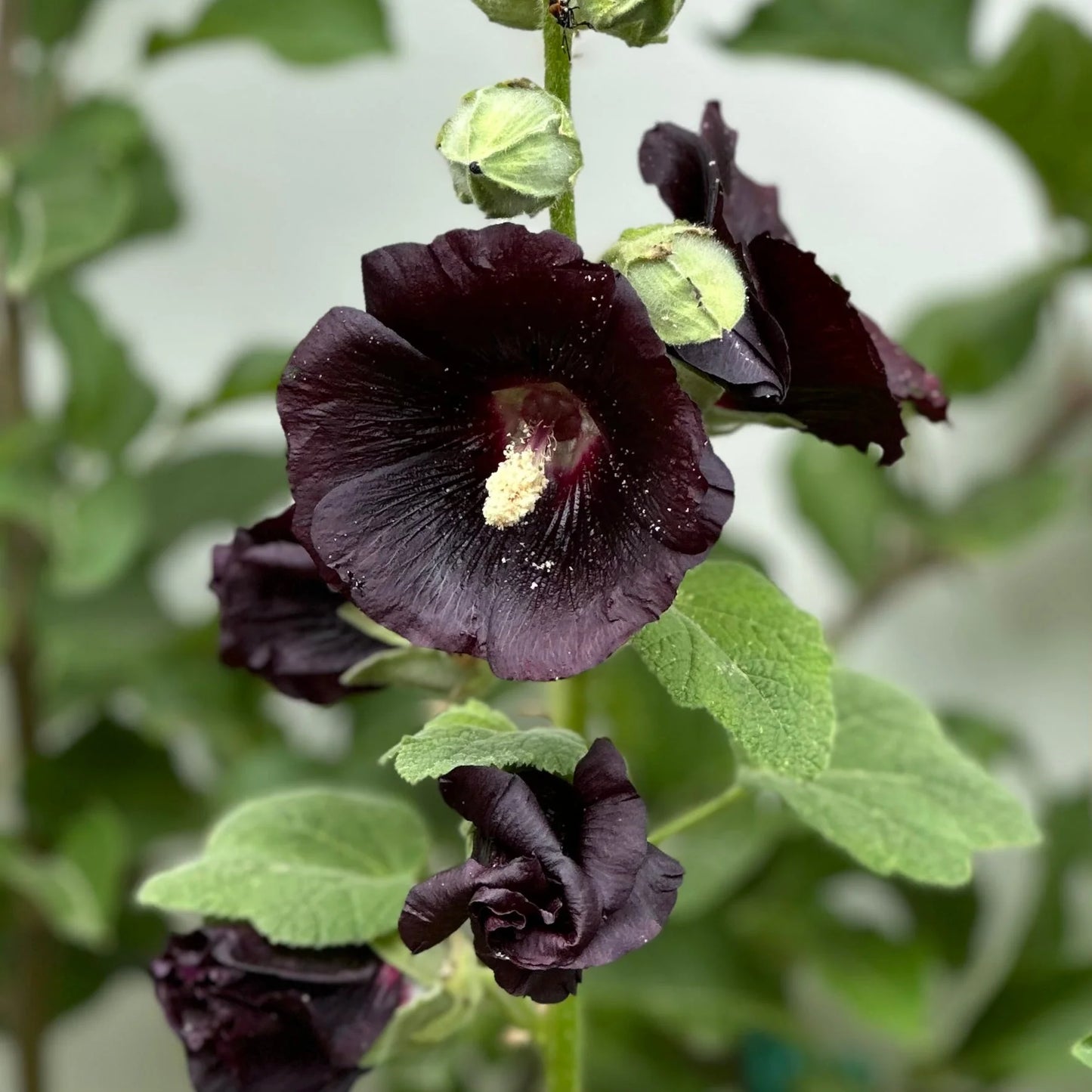 Hollyhock- Henry the Eighth Black