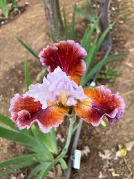 Lady Leigh Bearded Iris