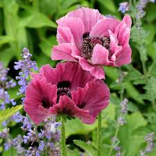Patty's Plum Poppy