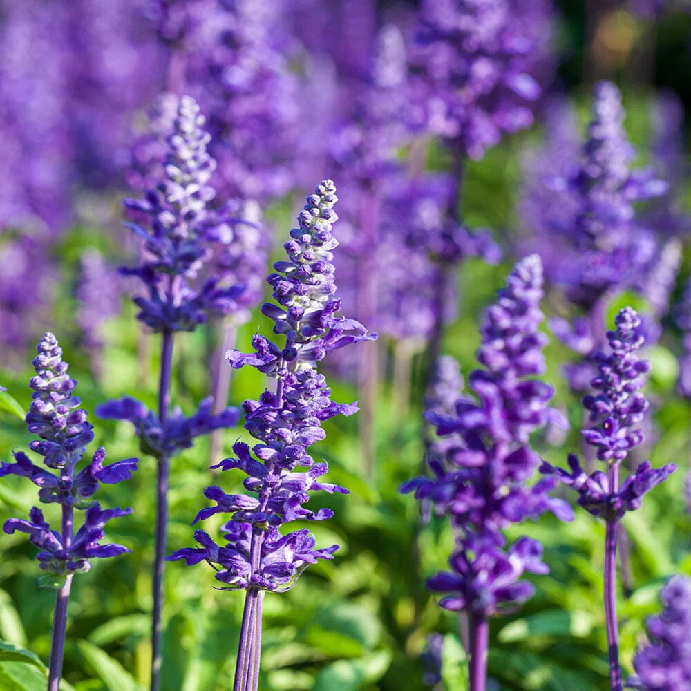 Lavender- Aromatico Blue (seedling)