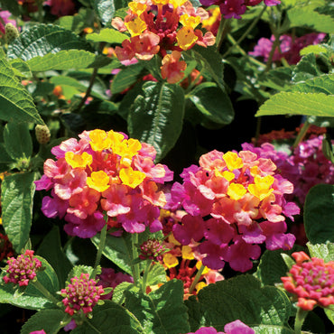 Mixed Rose & Lantana Heirloom Non-GMO Seeds for Planting