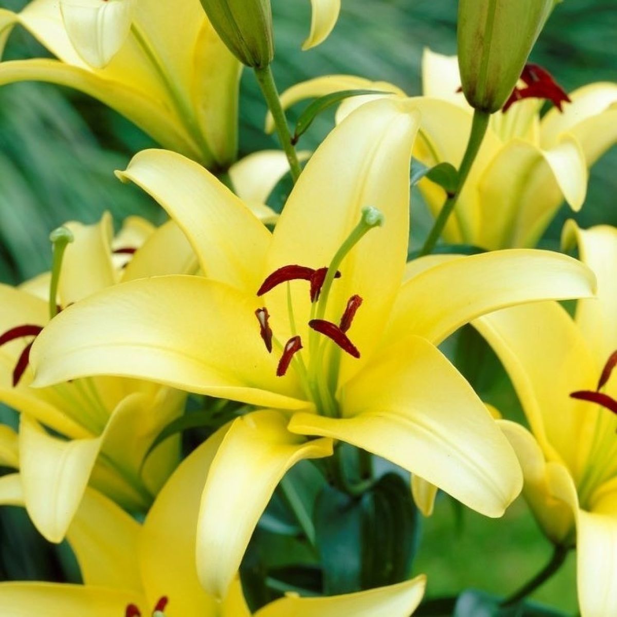 Gold Fever Oriental Carpet Border Lily Seeds