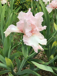 Pink Attraction Reblooming Bearded Iris