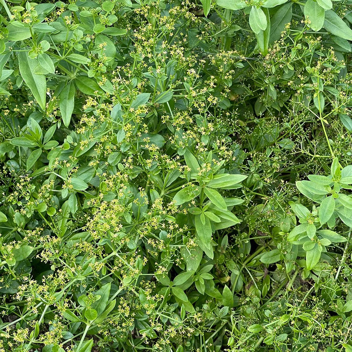 Rubia Tinctorum Green Seeds for Planting – Organic, Heirloom, Non-GMO Seeds